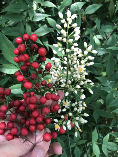Heavenly bamboo