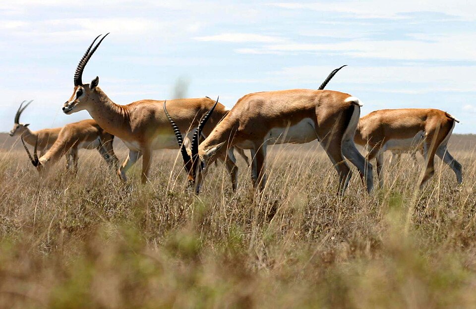 Grant's Gazelle
