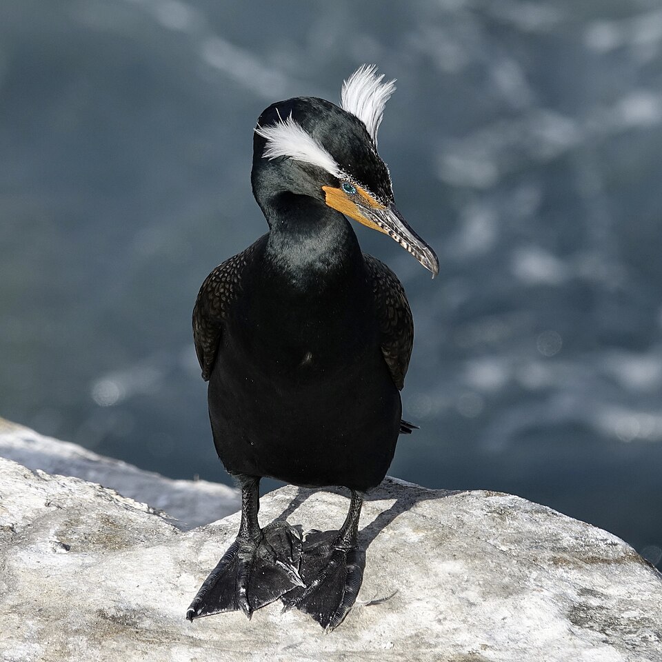 Double-crested Cormorant