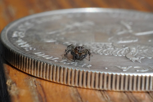 Flea jumping spider