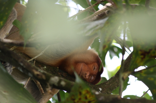 Proboscis Monkey