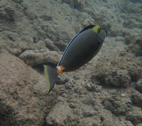 Pacific Orange-spine Unicornfish