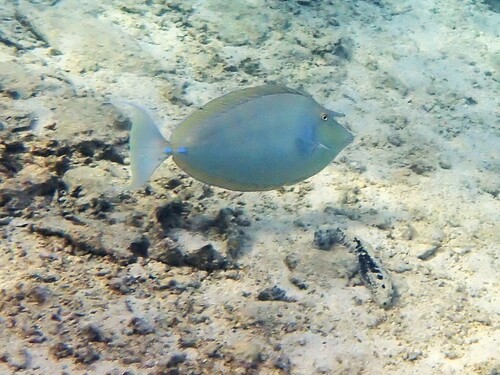 Bluespine Unicornfish