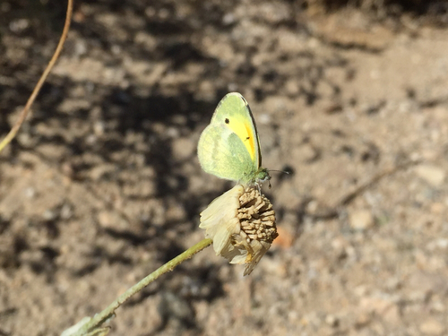 Dainty Sulphur