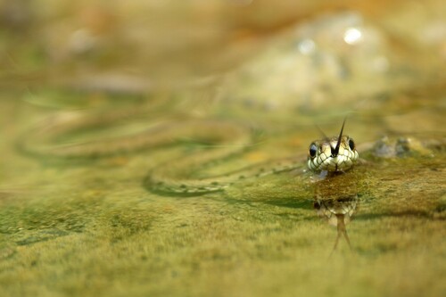 Barred Grass Snake