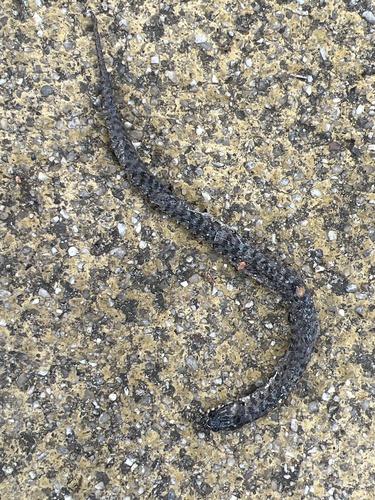 Viperine Snake