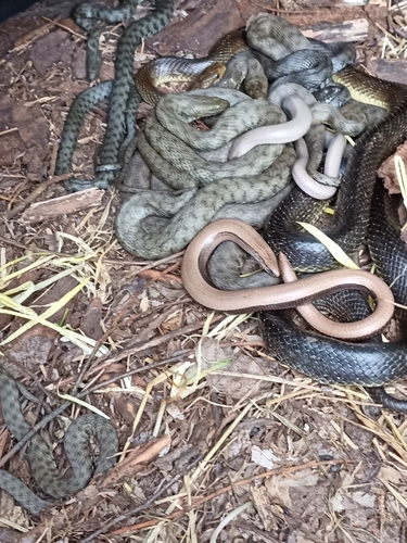 Tessellated Water Snake