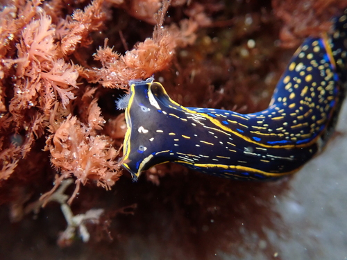 California Aglaja