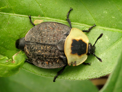 American Carrion Beetle