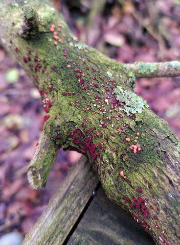 Coral Spot