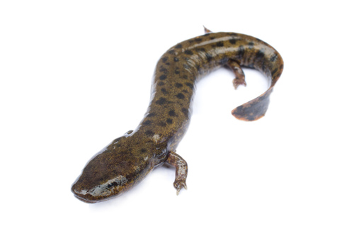 Common Mudpuppy
