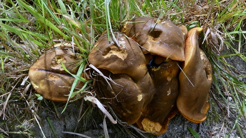 Dotted Stem Bolete