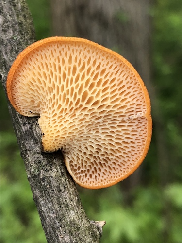 Hexagonal-pored polypore