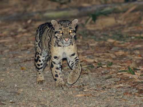 Mainland Clouded Leopard