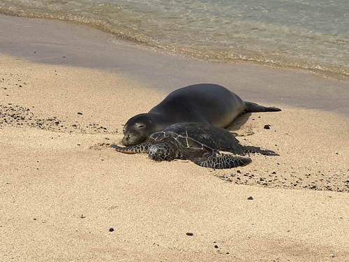 Hawaiian Monk Seal