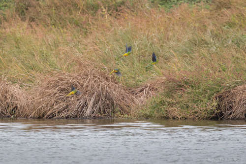 Orange-bellied Parrot