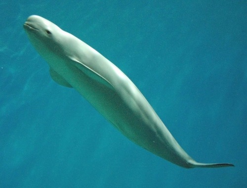 Indo-Pacific Finless Porpoise