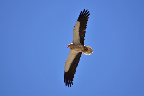 Egyptian Vulture