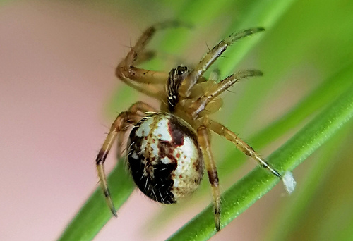 Arabesque Orbweaver