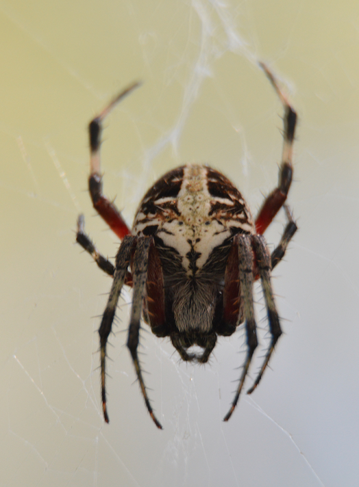Red-femured Spotted Orbweaver