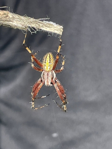 Western Spotted Orbweaver