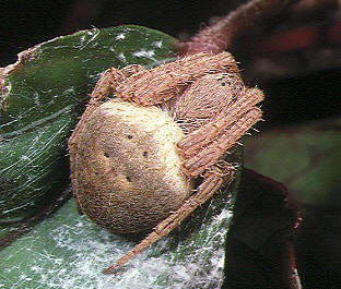 Pointillist Neoscona