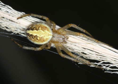 Common Web-spider