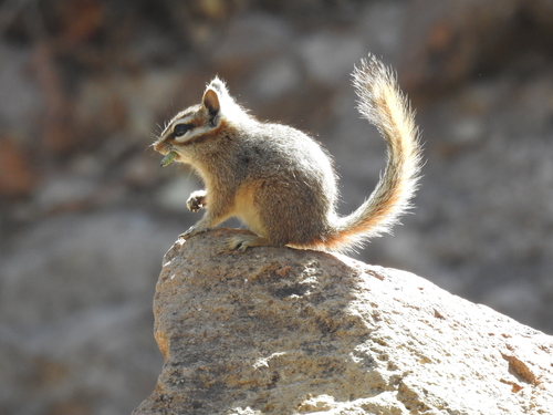 Cliff Chipmunk