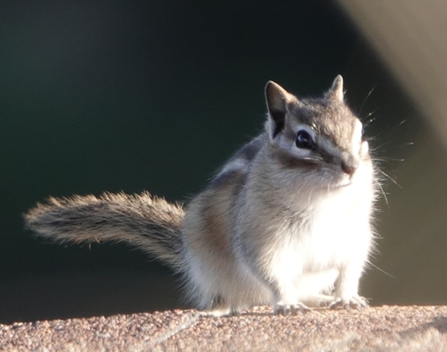 Least Chipmunk