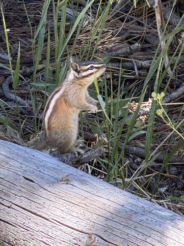 Lodgepole Chipmunk