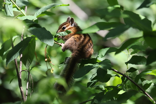 Townsend's Chipmunk