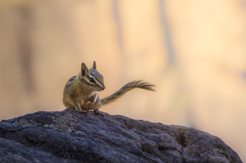 Uinta Chipmunk