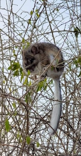Bushy-tailed Woodrat