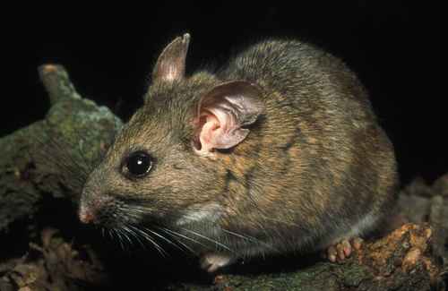 Dusky-footed Woodrat