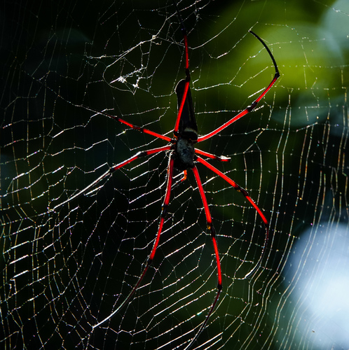 Giant Golden Orbweaver