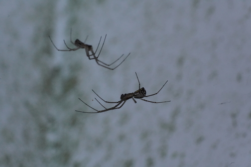Filmy Dome Spider
