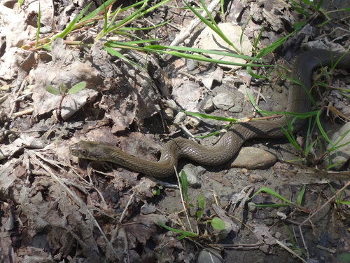 Common Watersnake