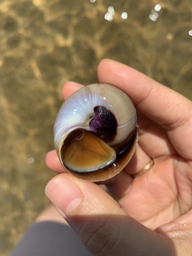 Shark Eye