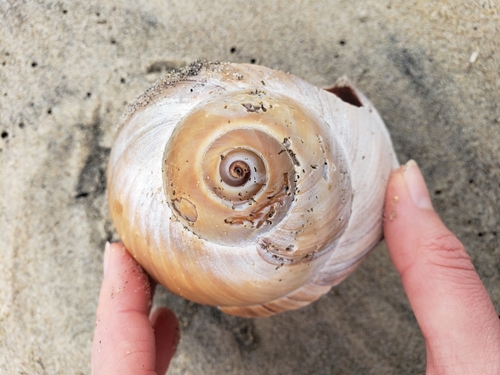 Lewis's Moon Snail