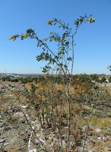 Tree tobacco