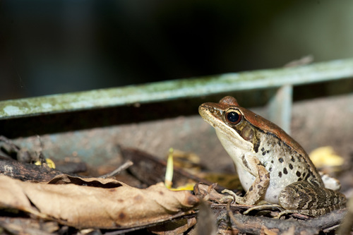 East China Music Frog