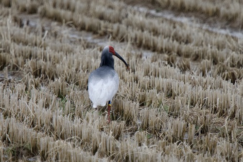 Crested Ibis