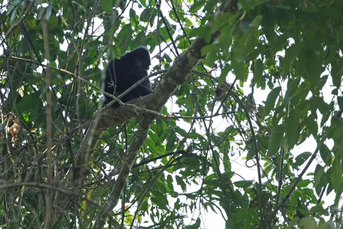 Black Crested Gibbon