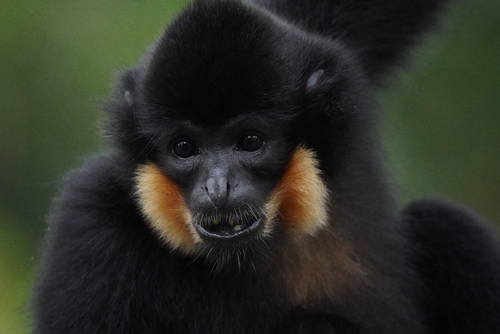 Southern Yellow-cheeked Gibbon