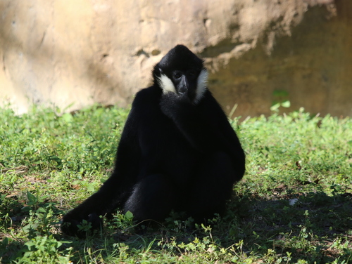Northern White-cheeked Gibbon