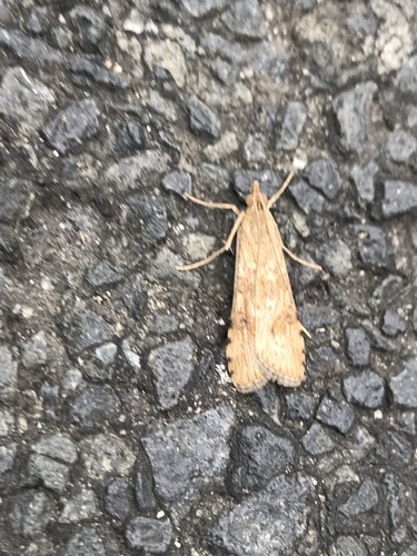 Lucerne Moth