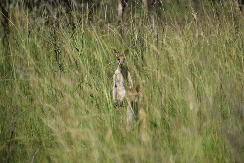 Agile Wallaby
