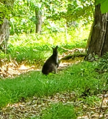 Red-necked Wallaby