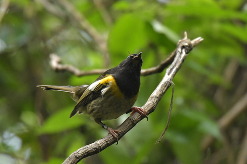 Stitchbird