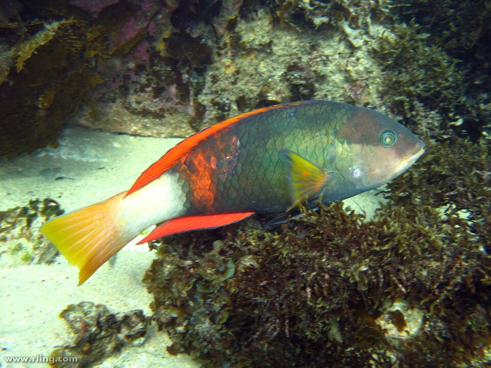 Crimsonband Wrasse